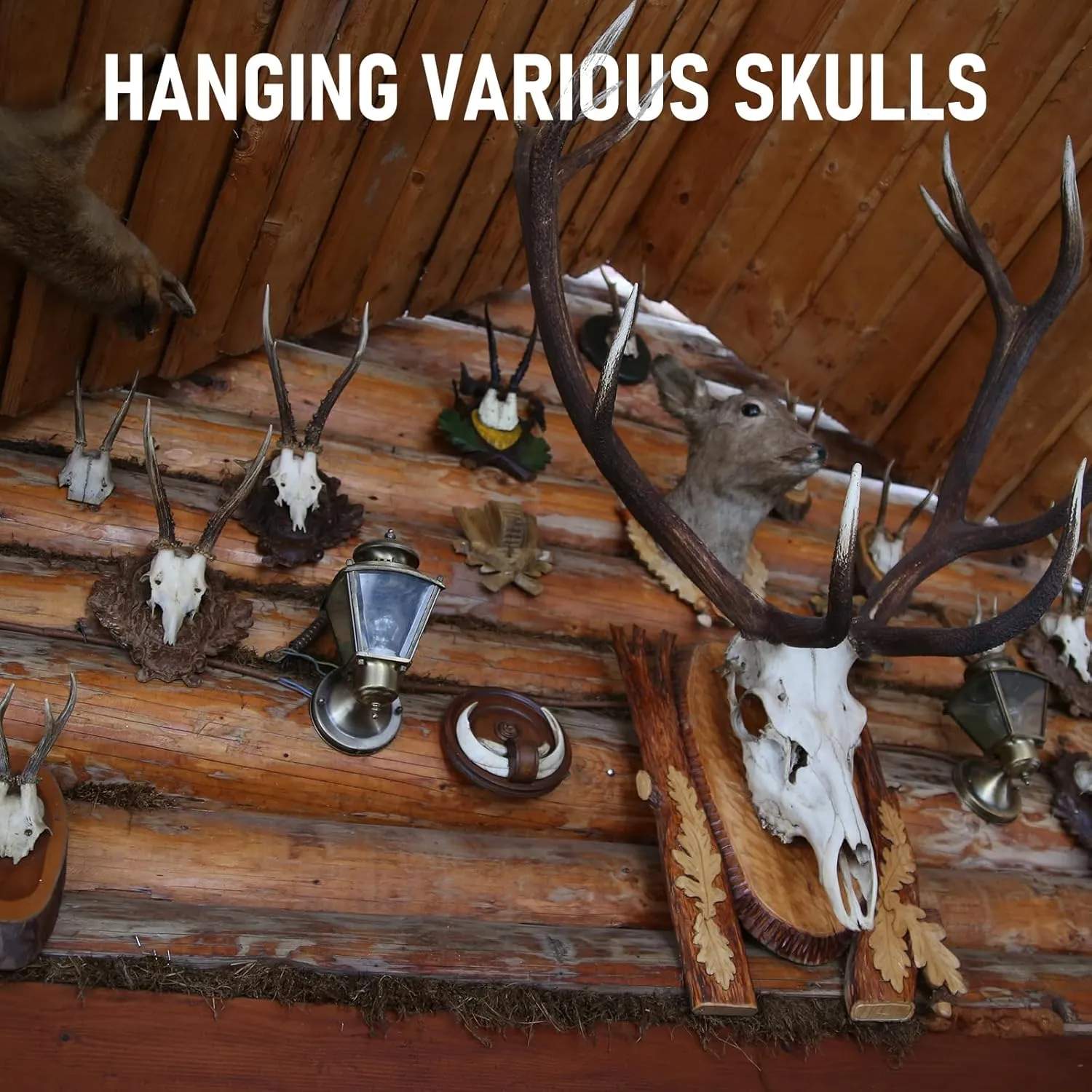 Mount Skull Hanger, Skull Mount for Hanging Deer Mule Antelope Coyote and Small Game Animals 3 Pack